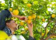 Growing Lemon Trees in the Arizona Desert