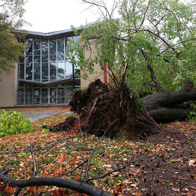 Fallen Tree Removal Costs In Scottsdale