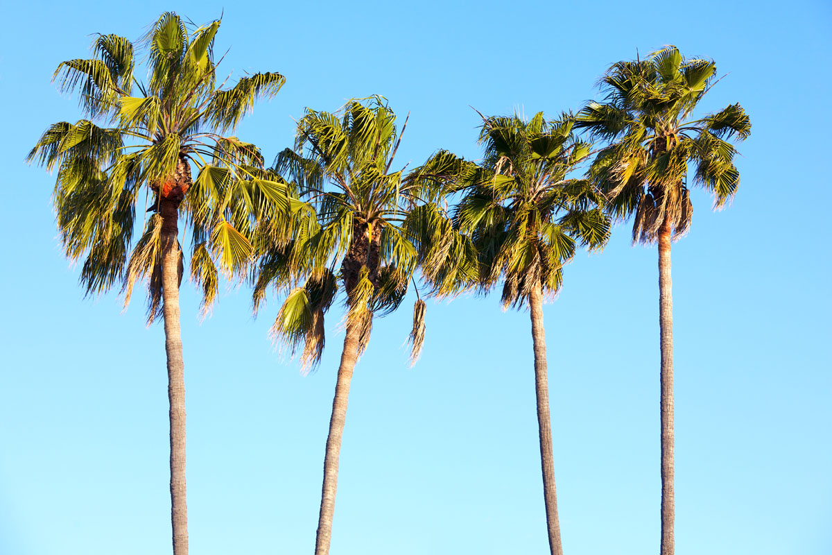 Palm Tree Maintenance - Arbor Care