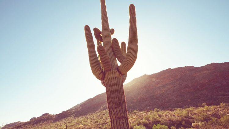 Saguaro Cactus Protection Laws