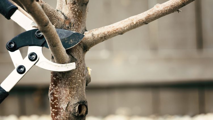 What Is Tree Pruning?
