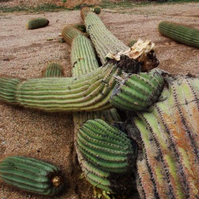 Storm Damage Response In Arizona