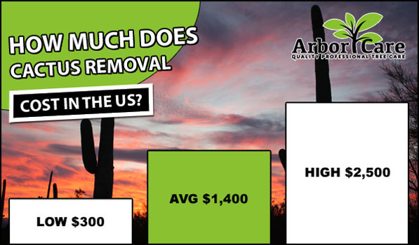 Cactus Removal Cost