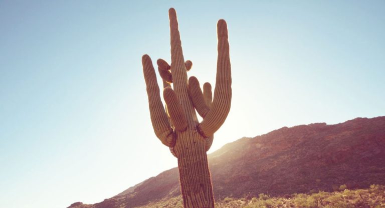 Cactus Succulent Care