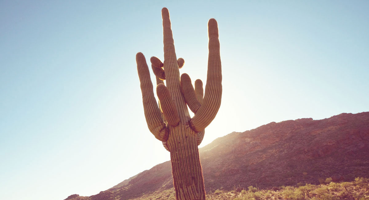 Cactus Succulent Care