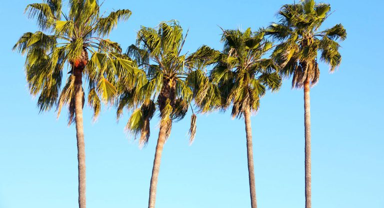 Gardening Tips December 2020