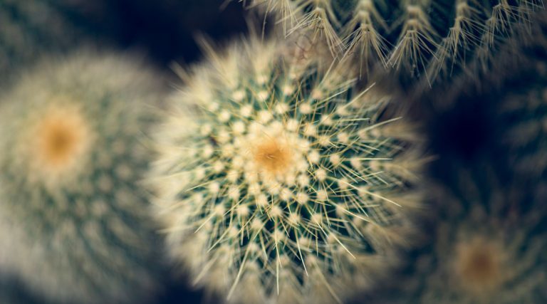 How To Save A Dying Cactus