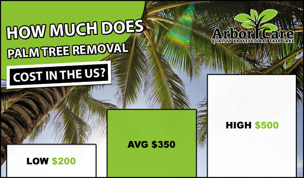palm-tree-trimming-cost-phoenix-2020-average-removal-prices
