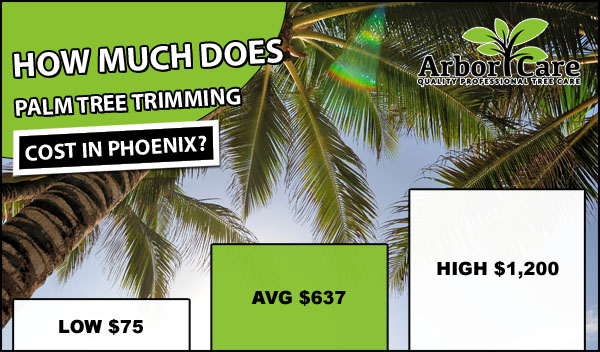 Palm Tree Trimming Cost Phoenix