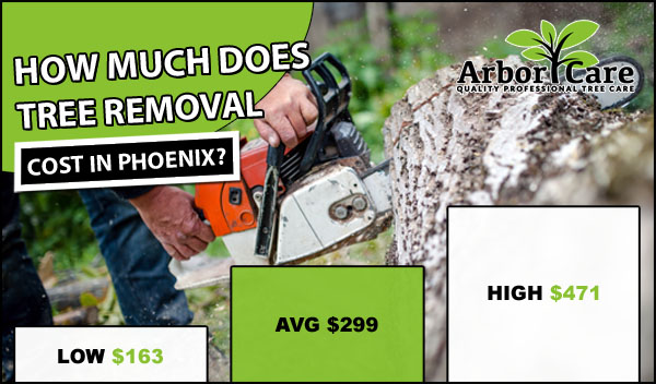Tree Removal Cost Phoenix AZ