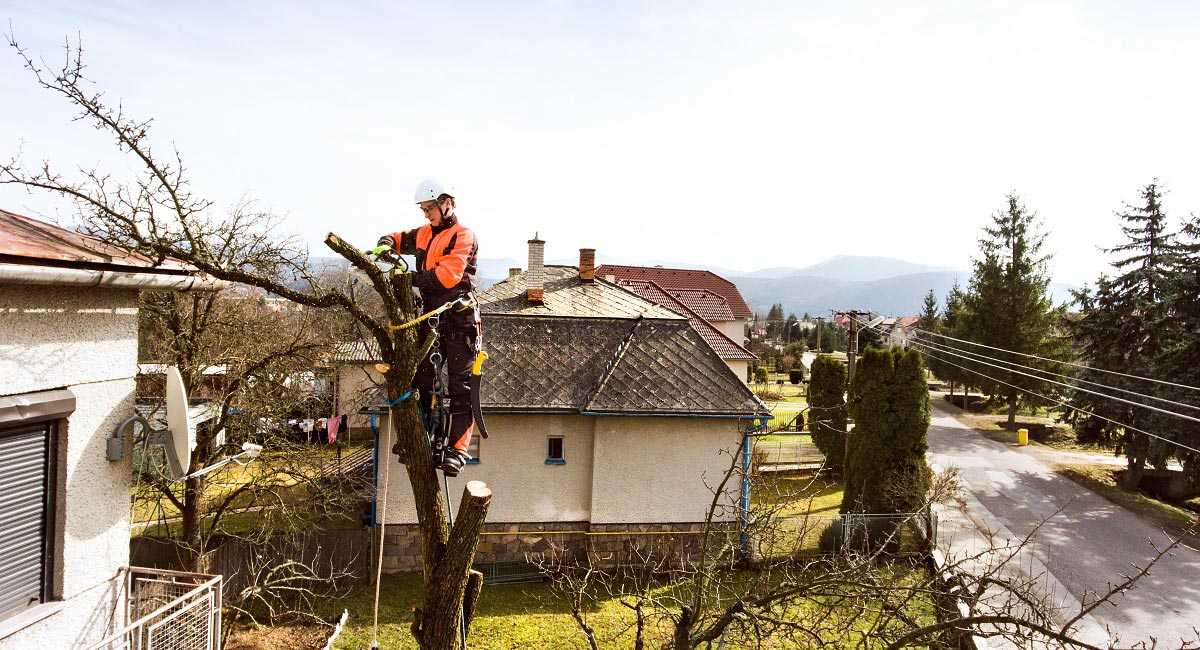 Problems With My Tree Problems With My Tree