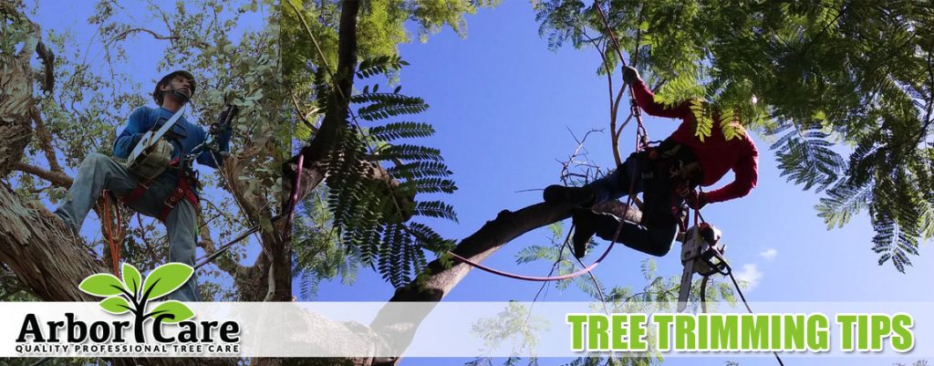 Tree Removal Phoenix