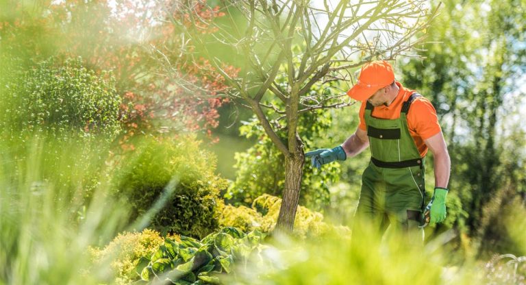 When to Call An Arborist for Tree Assessment
