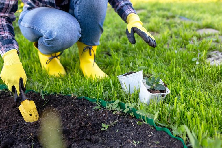 What Trees Are Best To Remove in an Arizona Summer