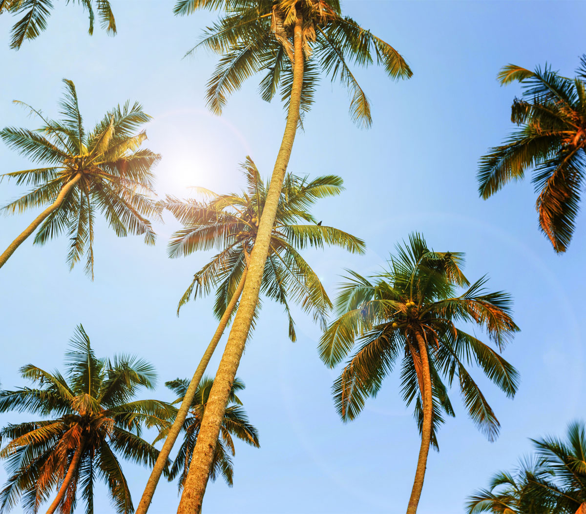 How Tall Do Palm Trees Grow? 
