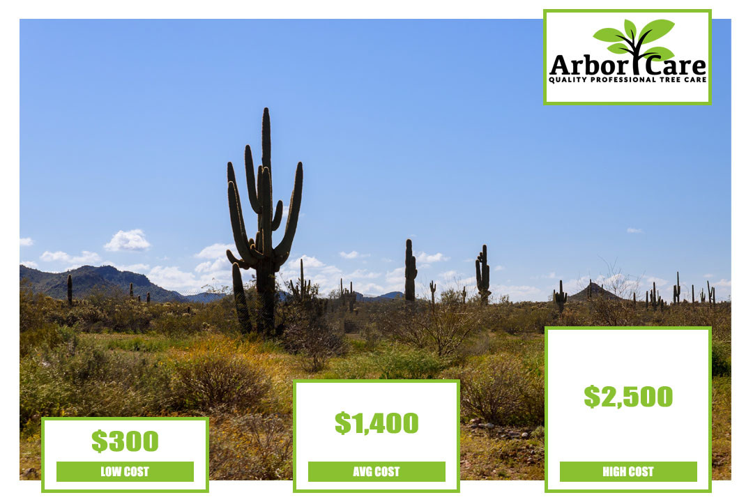Cactus Removal Cost Paradise Valley
