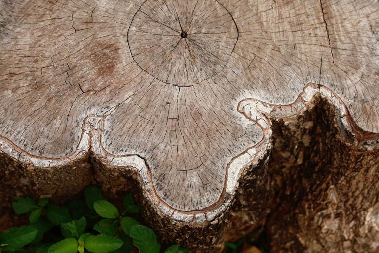 Stump Removal & Stump Grinding Costs 2025 Stump Removal & Stump Grinding Costs 2025