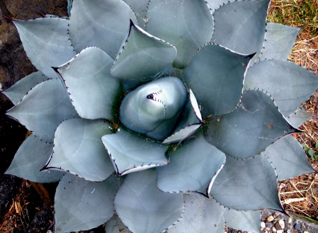 5 Low Maintenance Plants Arizona Arbor Care AZ