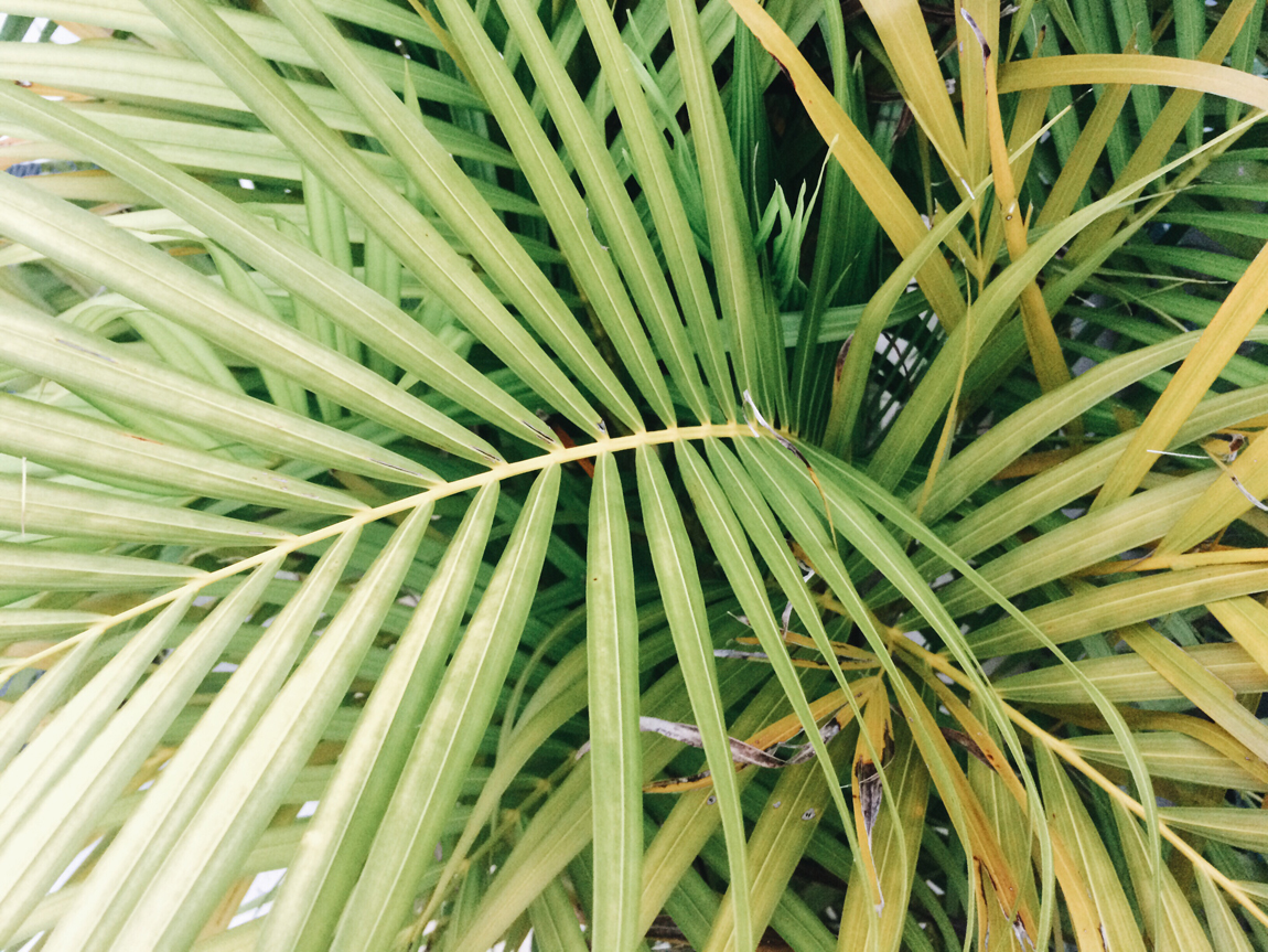 What Are Palm Fronds