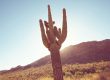Saguaro Cactus Removal Costs 2025