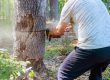 Never Do This When Cutting Down A Tree