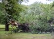 Will-Homeowners-Insurance-Pay-For-Tree-Removal