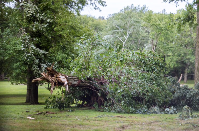 Will-Homeowners-Insurance-Pay-For-Tree-Removal