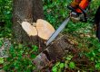 How To Cut Down A Small Tree