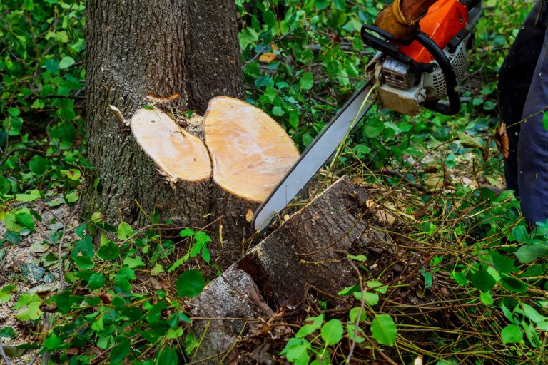 How To Cut Down A Small Tree