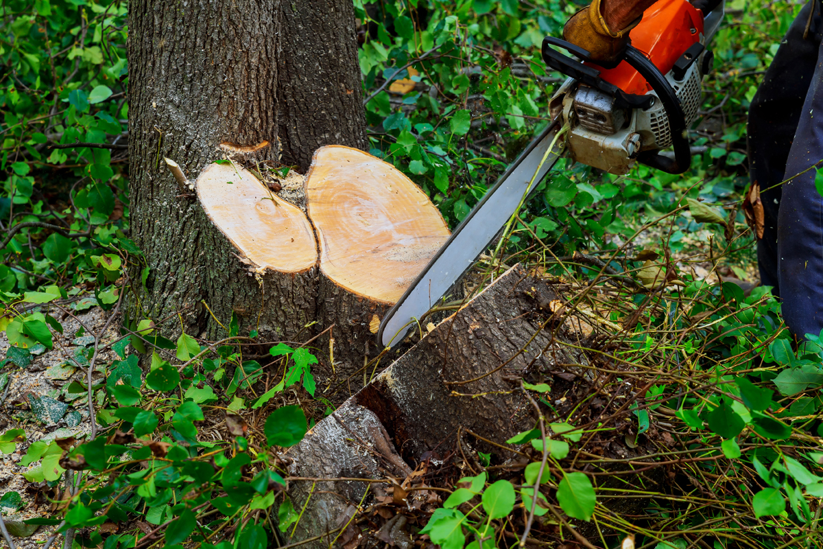 How To Cut Down A Small Tree