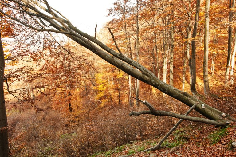 How To Cut A Leaning Tree
