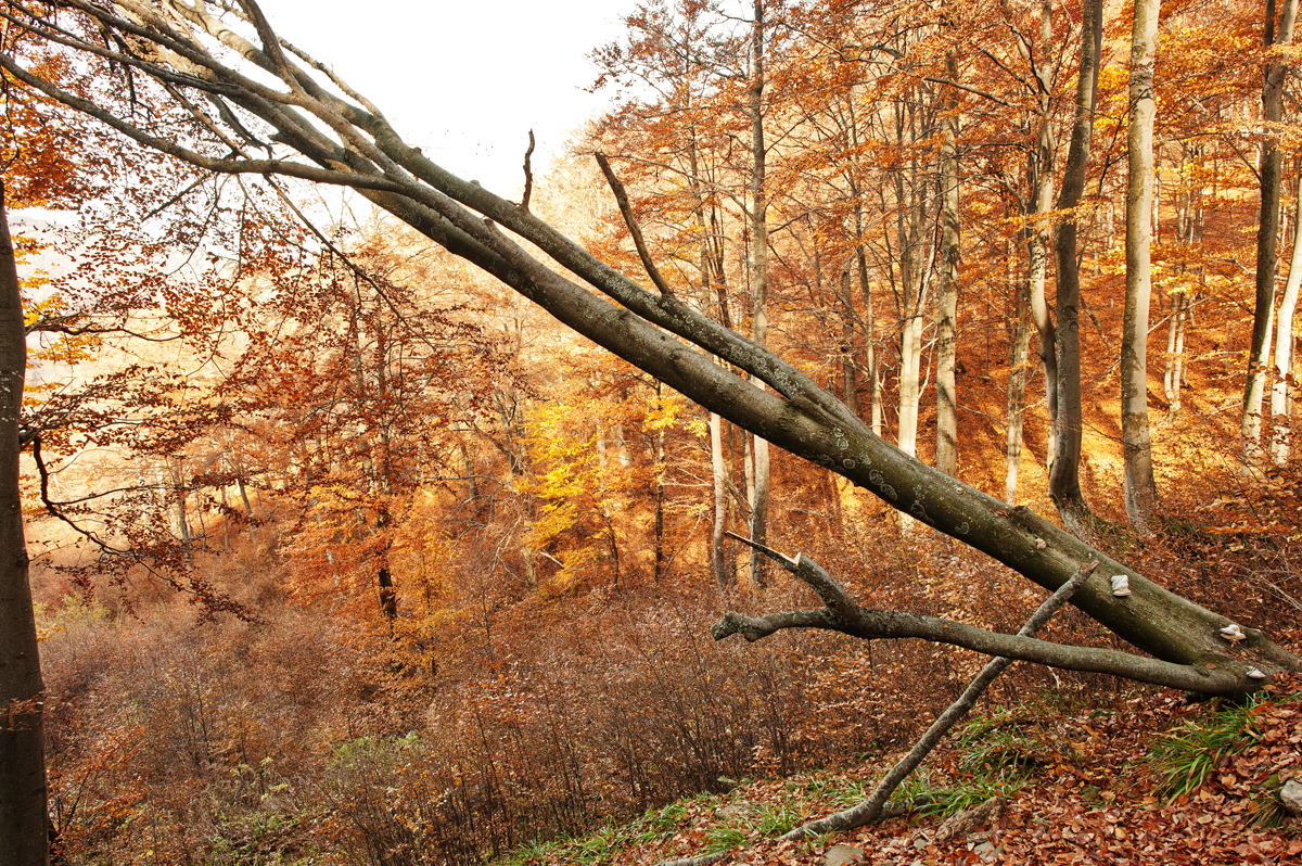 How To Cut A Leaning Tree