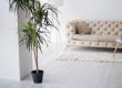 How-To-Take-Care-Of-Indoor-Palm-Tree
