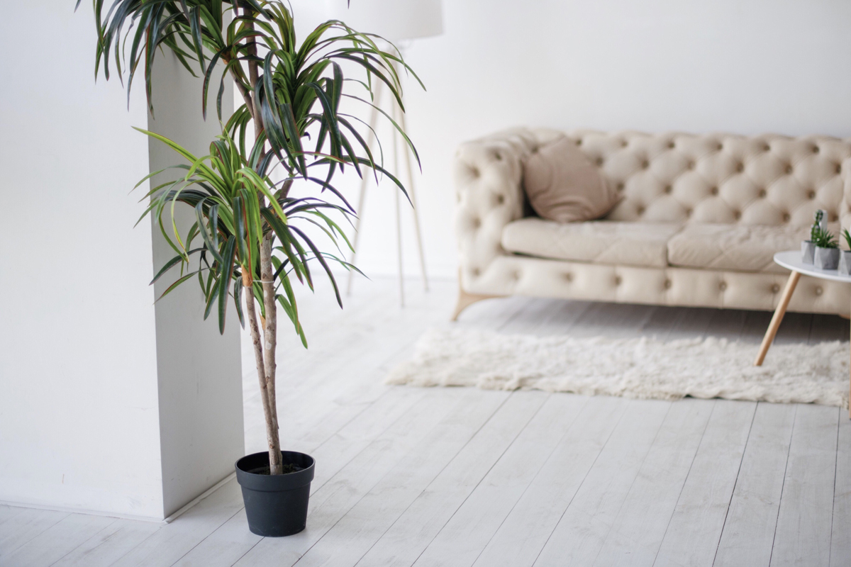 How-To-Take-Care-Of-Indoor-Palm-Tree How-To-Take-Care-Of-Indoor-Palm-Tree