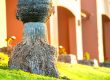 How-Deep-Are-Palm-Tree-Roots