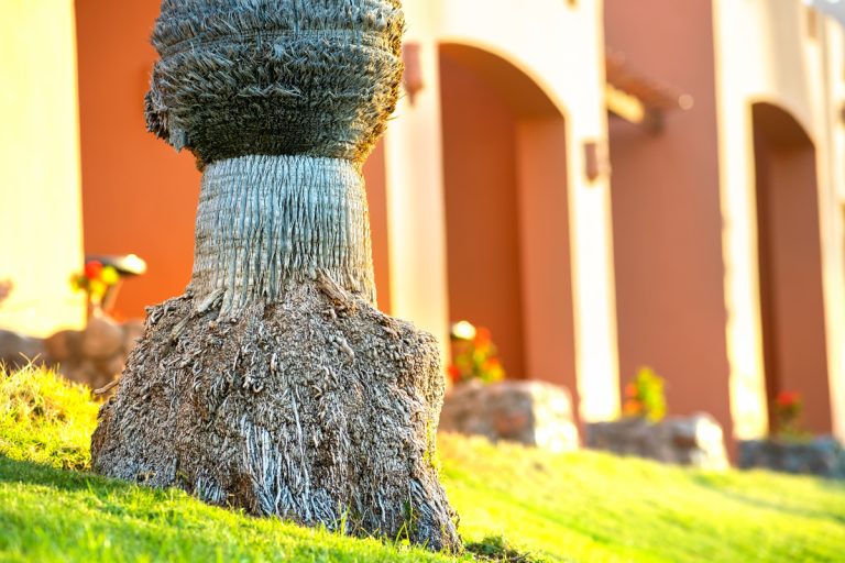 How-Deep-Are-Palm-Tree-Roots How-Deep-Are-Palm-Tree-Roots