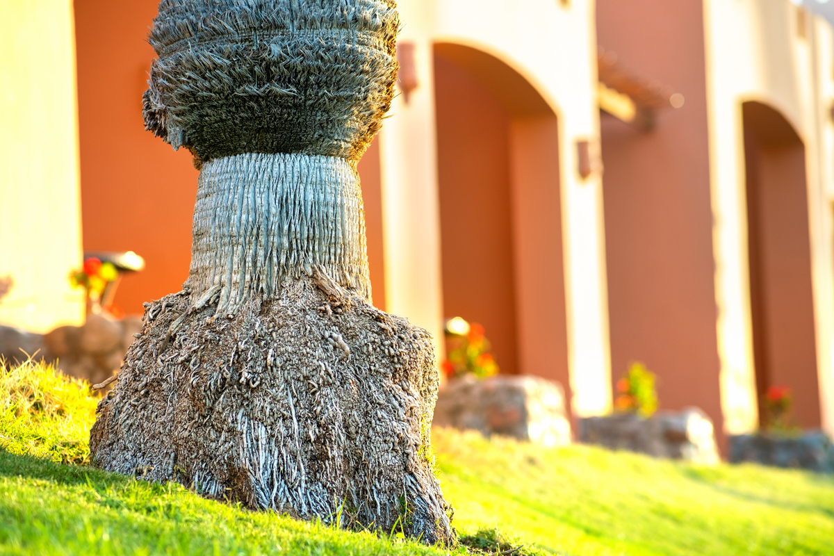 How-Deep-Are-Palm-Tree-Roots How-Deep-Are-Palm-Tree-Roots