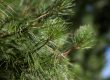 How To Cut Down A Pine Tree
