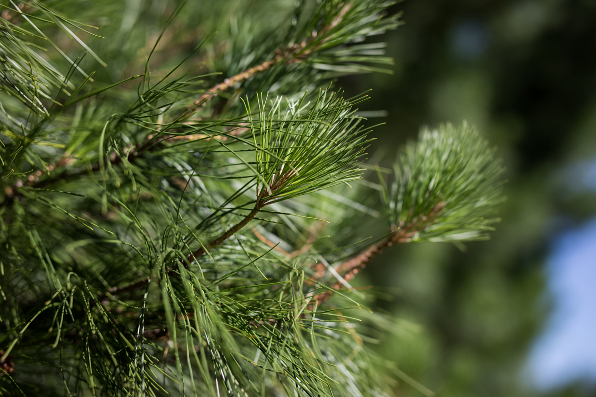 How To Cut Down A Pine Tree How To Cut Down A Pine Tree