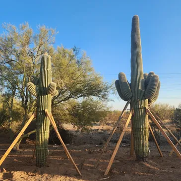 Saguaro